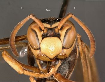 Media type: image;   Entomology 33154 Aspect: head frontal view